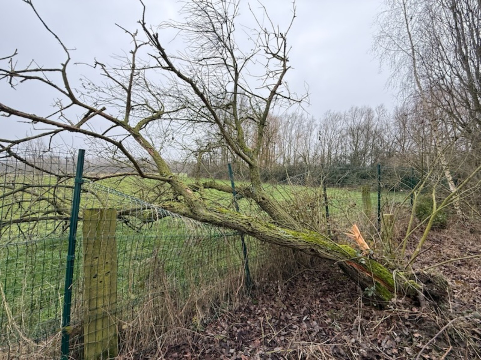 Arbre tombé sur clôture